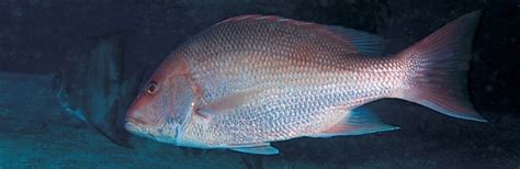 red snapper fish|10 Key Facts About Red Snapper .
